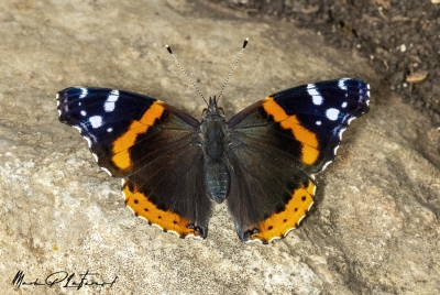 Red Admiral Butterfly April 2024